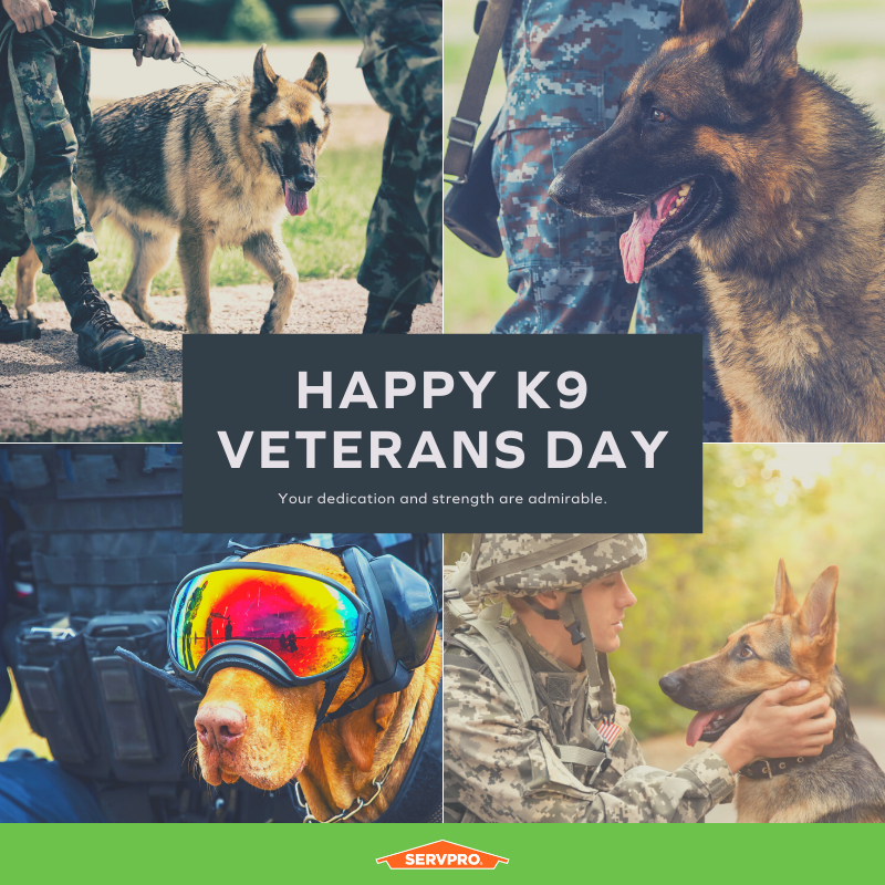 ServproPC's tweet image. As a proud supporter of Veterans, today we recognize those canines for their service.