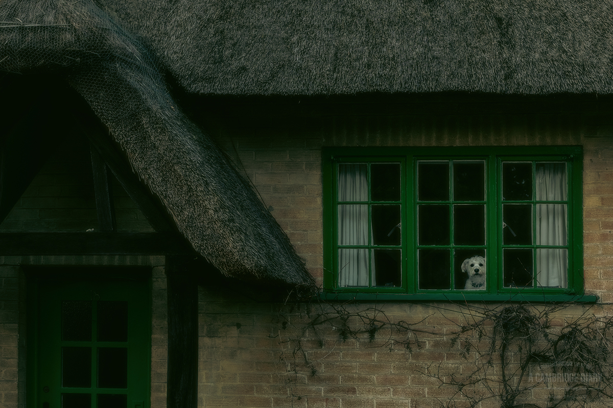 #cambridgedogsinwindows