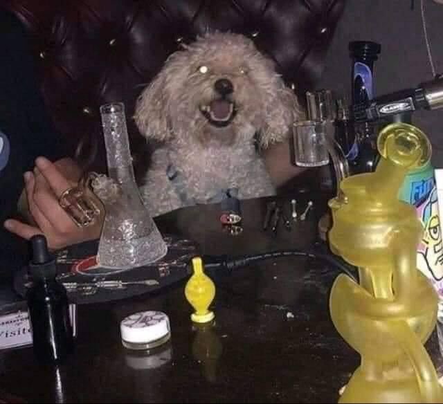 Dilo con perritos tweet media