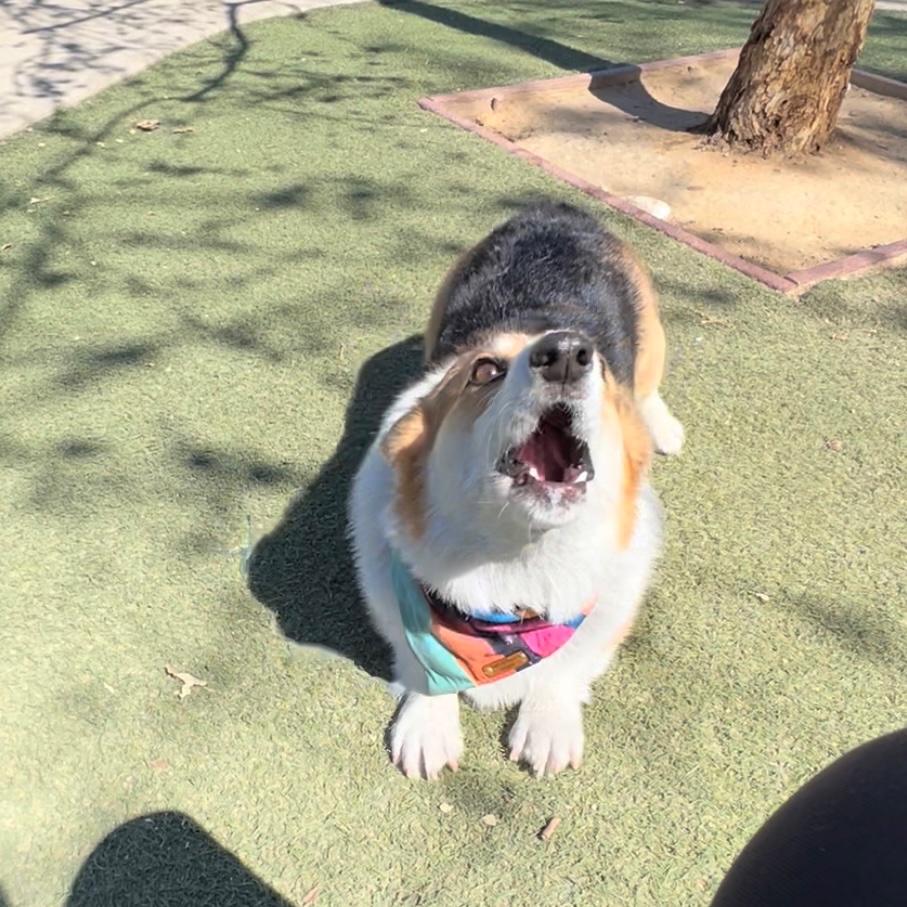 NachoCorgo's tweet photo. The time change did nothing. I’m still hangry going forward or back. 
#dogsoftwitter  #DogsBehavingVeryBadly https://t.co/SBhMA0XyfT