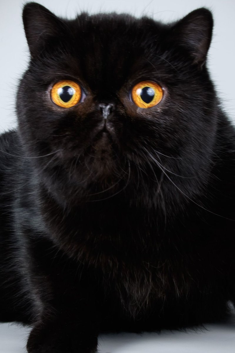 Black cats are well known for their association with Halloween, witchcraft, and luck. Despite their reputation, they are unique felines that are known to bring good luck in different countries and have a rich history dating all the way back to the Middle Ages.