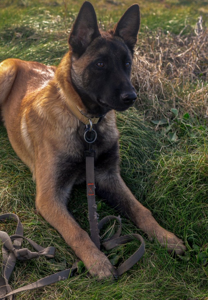 Clairebzhh's tweet photo. Mon beau gosse ❤️
#5mois #Malinois https://t.co/PGe6qFonqm