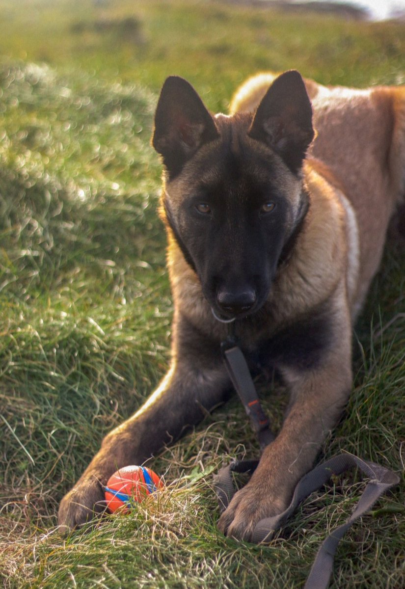 Clairebzhh's tweet photo. Mon beau gosse ❤️
#5mois #Malinois https://t.co/PGe6qFonqm