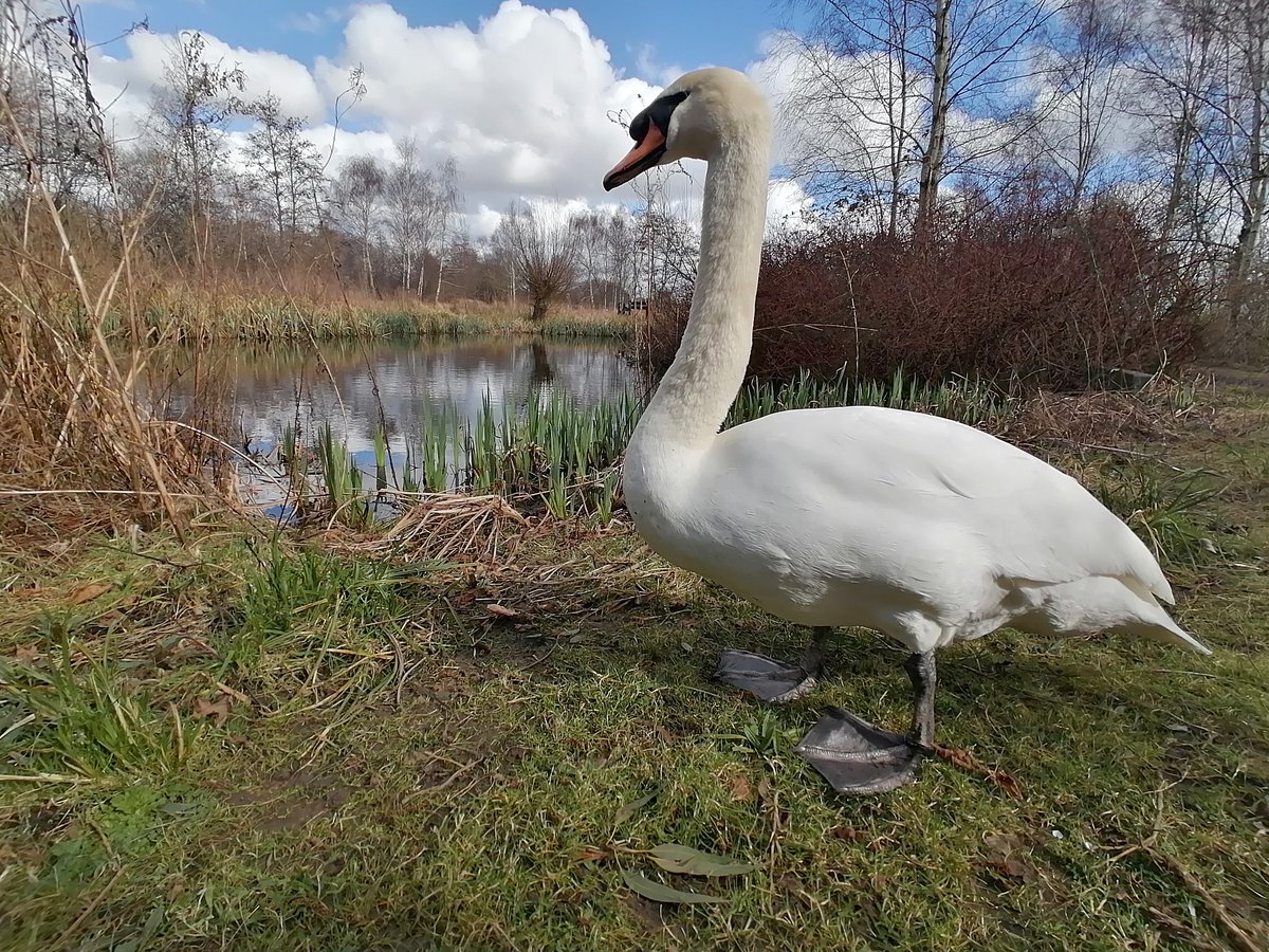 laurencear's tweet photo. I am the king of all i see.
#SwanSwanH #Swan #WwtLondon #MrWest #SwanFriends https://t.co/P9ViahWRgP
