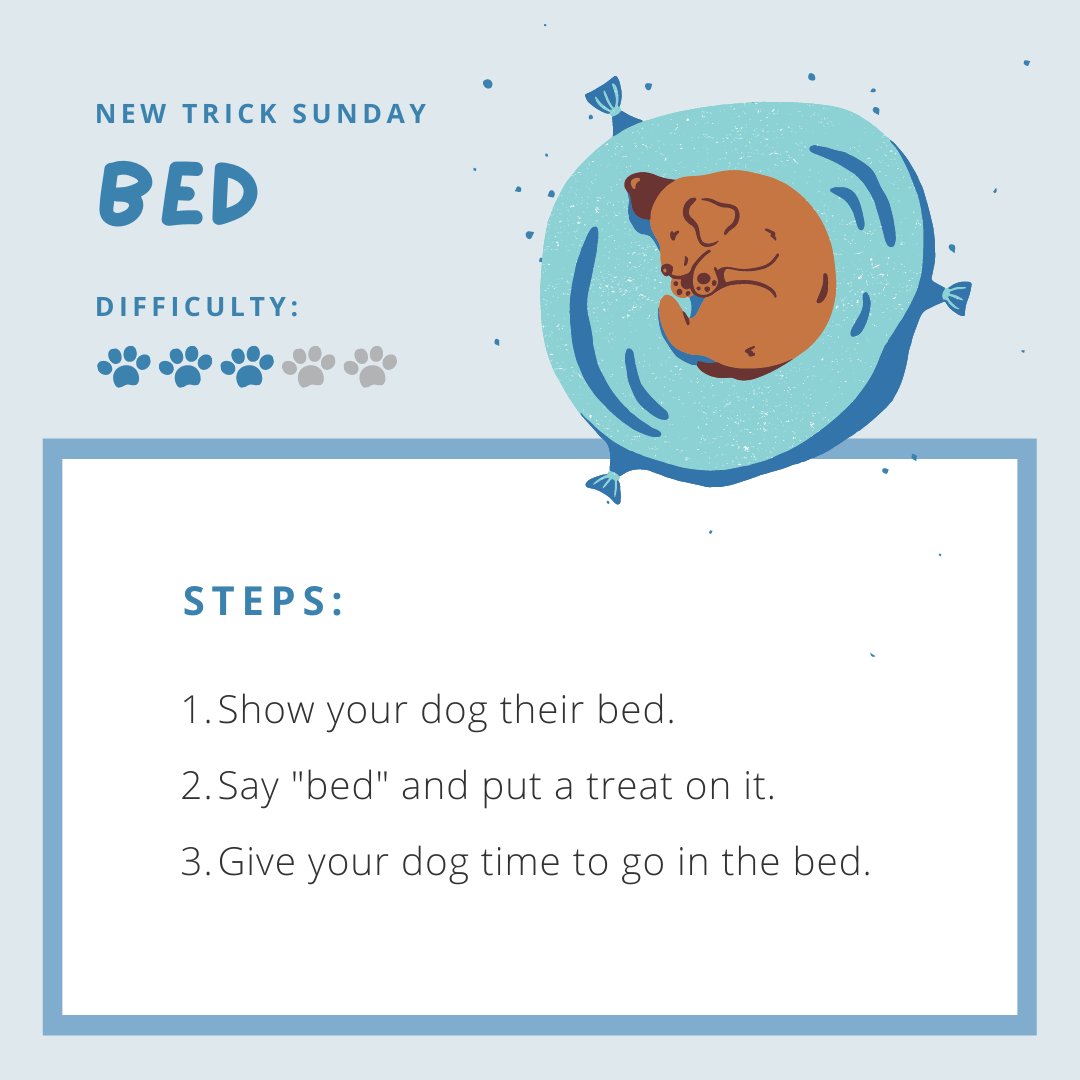 ThePetsPeople_'s tweet image. Just like a kid, your dog needs to understand the importance of having a sleeping routine. 💤

Teaching your pup this command can be very useful and it’s necessary for them to understand it&apos;s a rewarding experience and not a punishment. ⭐

#DogTricks #DogCommands #NewTrickSunday