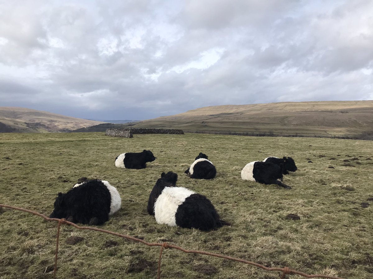 Remind me of Malayan tapir😂😂😂