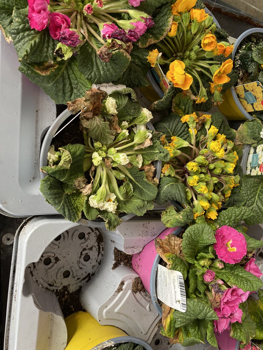 CleanUpBarnsley's tweet photo. @AldiUK Why do you refuse to water the poor plants that you sell?? Such a waste of energy, growing from seed only to let them die. Don’t know if all Aldi stores are the same but this has been going on for years at Cudworth, always 75% of the plants dead through lack of watering. https://t.co/EJF5Cb05VV