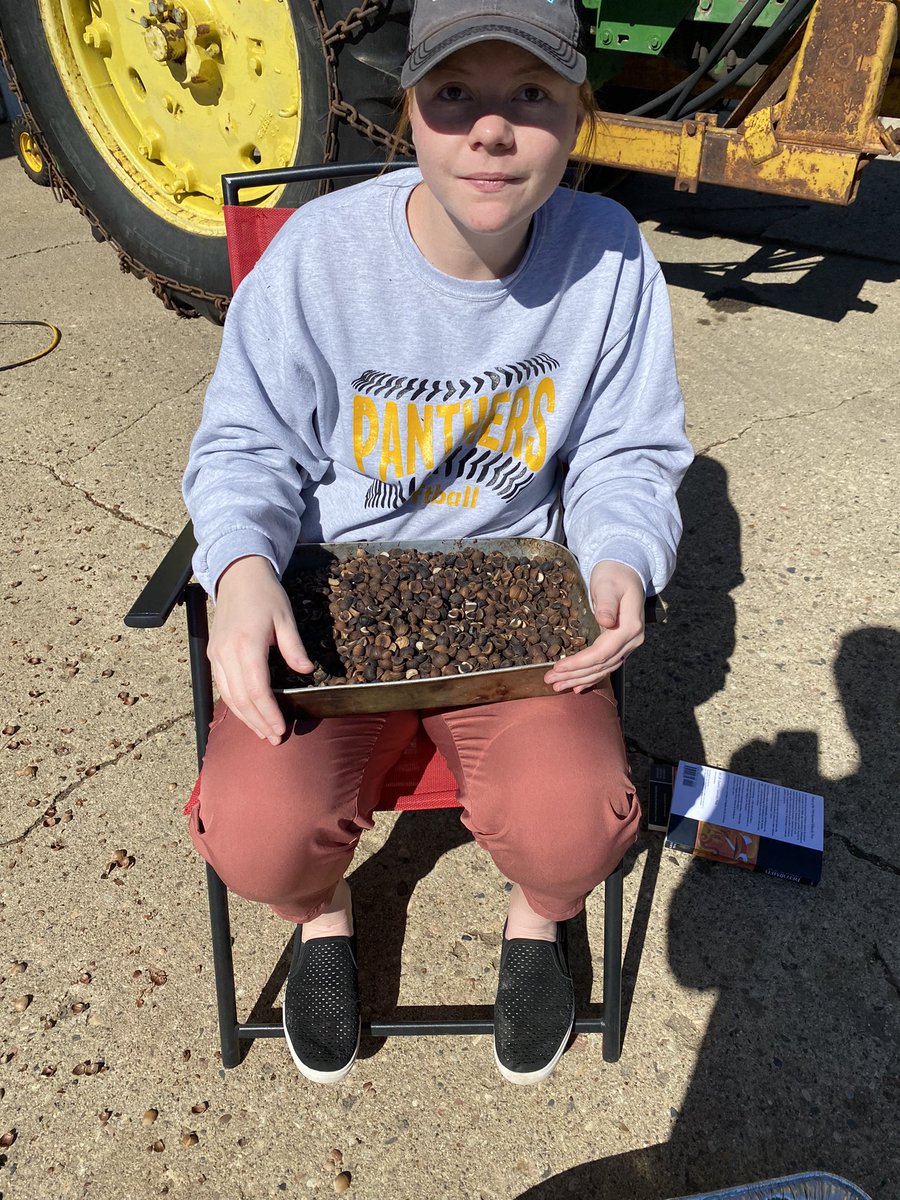 HundredOak's tweet photo. Step two is sorting through the acorns, making sure there are no bad nuts. https://t.co/Lv4odutOcs