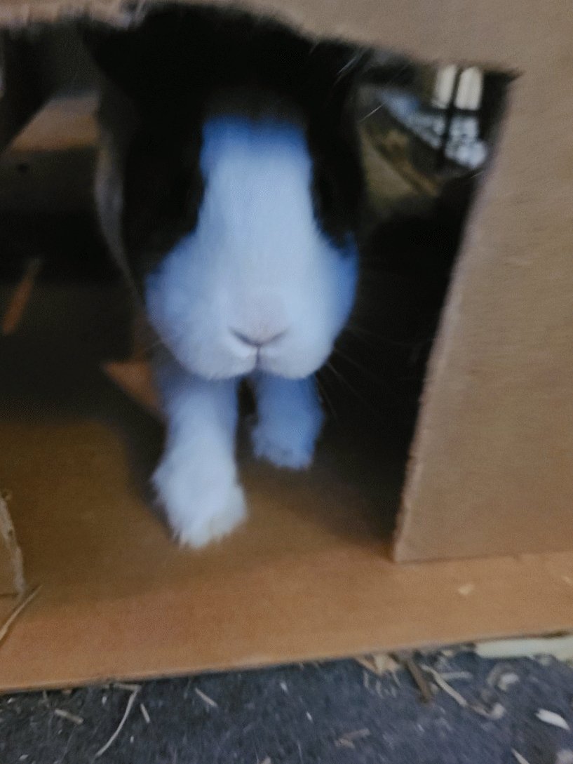 Chashu tried sneak attack.... chashu failed

#rabbitsofinstagram #rabbits #rabbit #rabbitlove #rabbitlife #bunniesofinstagram #bunny #bunnies #bunnyrabbit #bunnylove #cuteanimals #cute