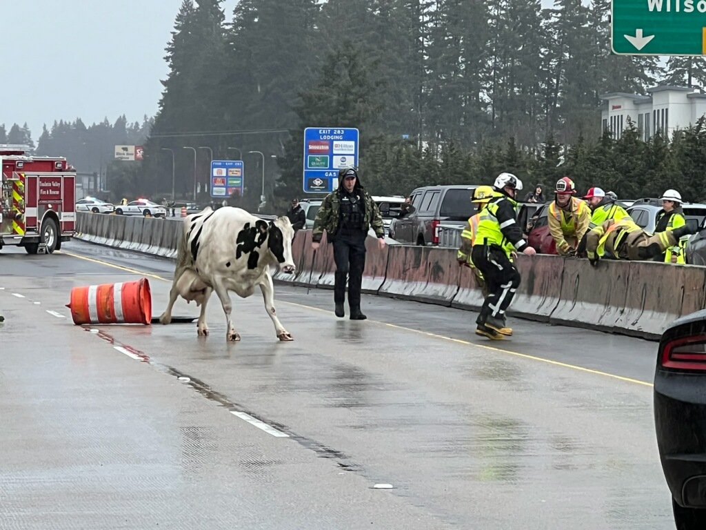 TVFR's tweet photo. I5 Wilsonville Update: Crews continue to herd cattle toward the I5 exit 283 off ramp where they will load into another trailer and traffic will start moving again. Reports now indicate 31 cows were in the tipped trailer. The driver did not require medical transport. #PDXalerts https://t.co/qFn2qeXJ4p