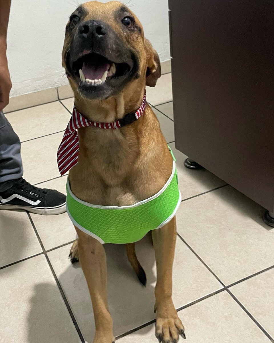 Corvera_Roxy's tweet photo. Favor RT 
#EnAdopción
Tel: 6016-7740
Los 3 son Cachorritos rescatados que buscan una segunda oportunidad para tener la vida que merecen 🥺🙏🏻 https://t.co/raiZhjoO5v