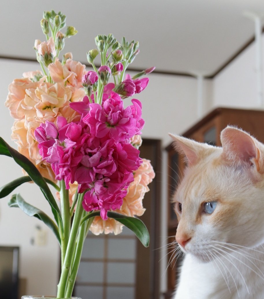 春の匂い Twitter Search Twitter