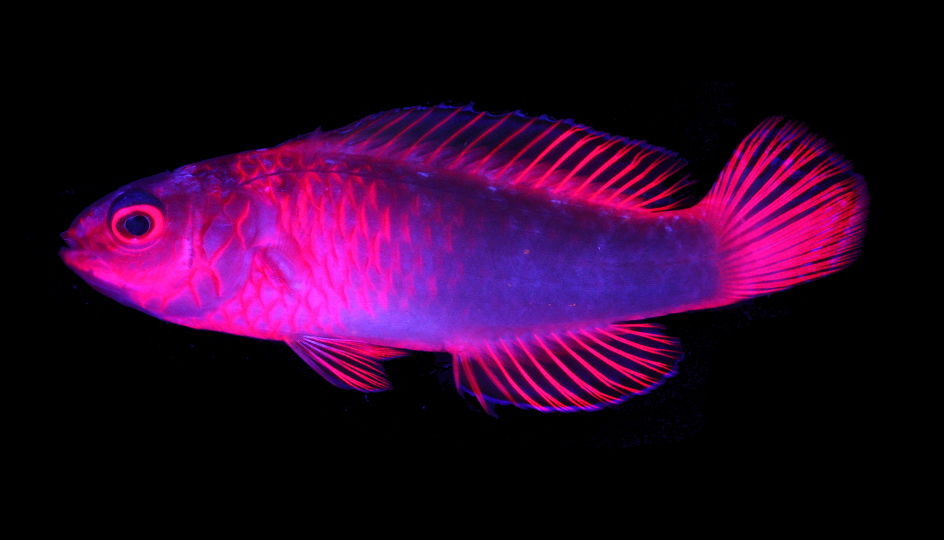 FishGuyKai's tweet photo. Media attention for our new species isn't slowing down, so I'll keep promoting it! Did you know that in addition to looking incredible in life, the new C. finifenmaa is also fluorescent!? Here's an unreleased photo taken by T. Gerlach and J. Theobald. 

https://t.co/EVwOtCvRc3 https://t.co/aqCNFvbzja
