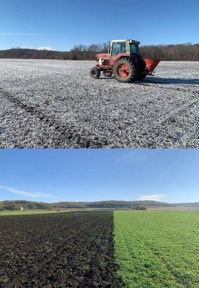 The first picture is sowing red clover seed into light snow on a wheatgrass field. The leaves are only 1 inch tall, but the roots go down more than a foot into rich glacial soil.  The second picture is mixing the cover into the soil in the fall after a summer of fixing nitrogen.