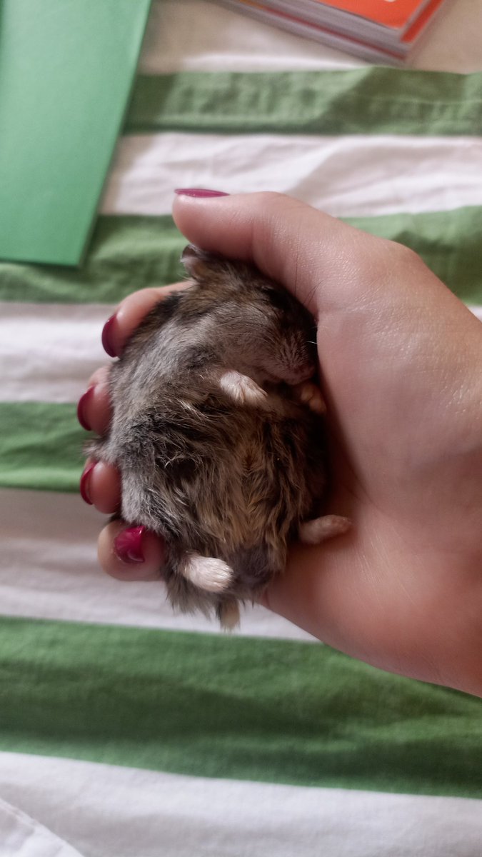 chorando se foi pets