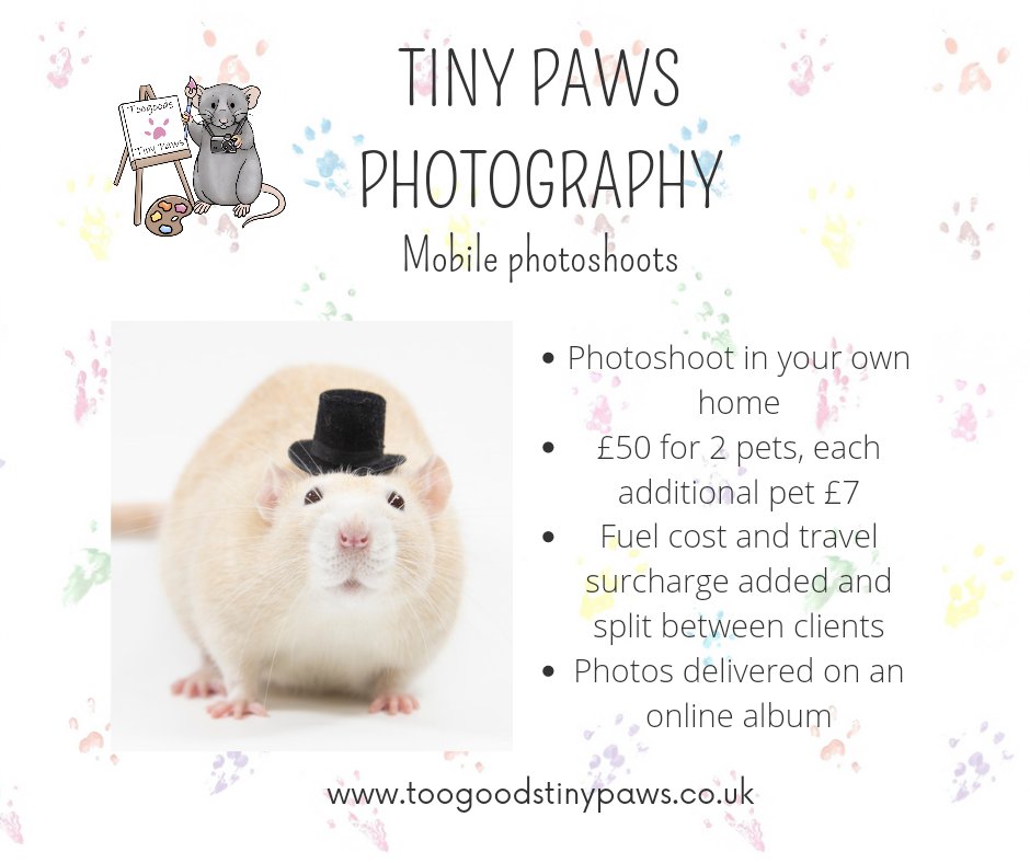 steffxrs's tweet photo. I'm a mobile small pet photographer! I will travel anywhere in the country to take studio style photos of your small pet(s)

Head to my website for more info and to register your interest 🥰

https://t.co/pBEeRkWkd0 https://t.co/YHqBfExemM
