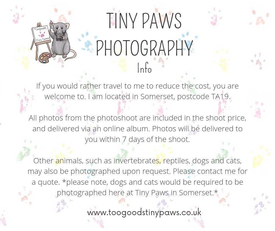 steffxrs's tweet photo. I'm a mobile small pet photographer! I will travel anywhere in the country to take studio style photos of your small pet(s)

Head to my website for more info and to register your interest 🥰

https://t.co/pBEeRkWkd0 https://t.co/YHqBfExemM