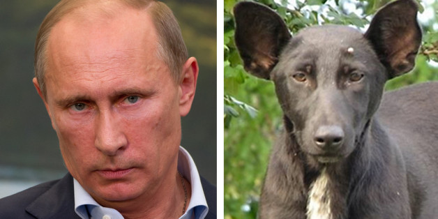 HaySweetjesus's tweet photo. #Littermates? 
You tell me. 

Из того же помета? 
@KremlinRussia_E https://t.co/v5ci2IIqT0