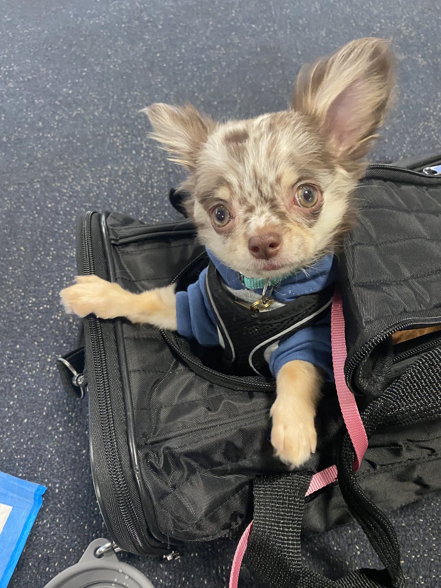 Emilyyho's tweet photo. Millie gets to fly today! Hopefully someday there will be pet flying rewards/perks 💕 @Delta https://t.co/8AqXuoj03F