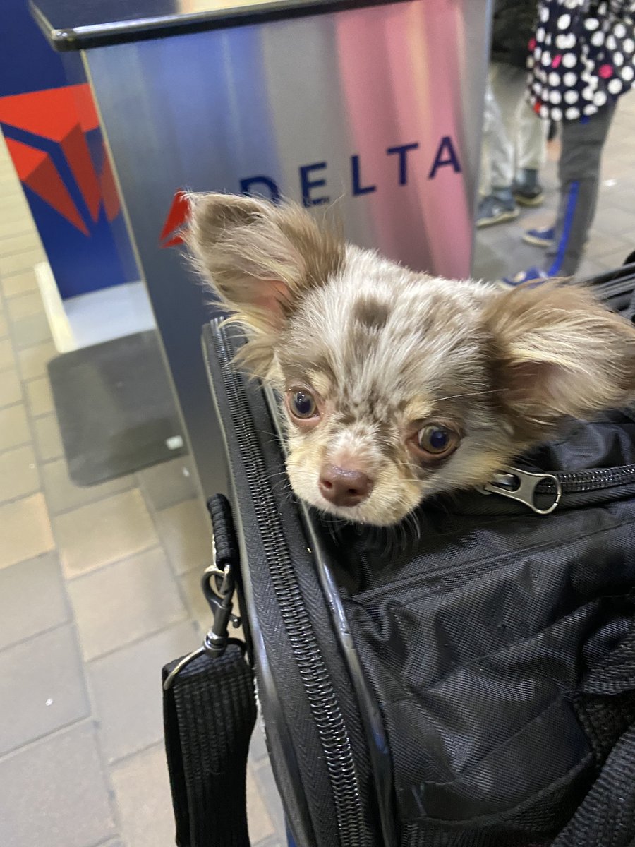 Emilyyho's tweet photo. Millie gets to fly today! Hopefully someday there will be pet flying rewards/perks 💕 @Delta https://t.co/8AqXuoj03F