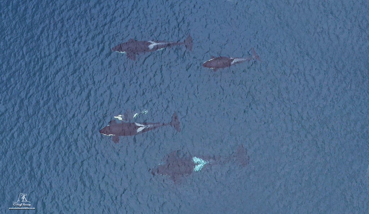 Aerial image of the 65s #Orcas off the south Mainland, Shetland. Note the tiny calf in the centre with mum / matriarch 'Razor' and the adult male 'Busta' bottom centre - check out his totally enormous pectoral fins.