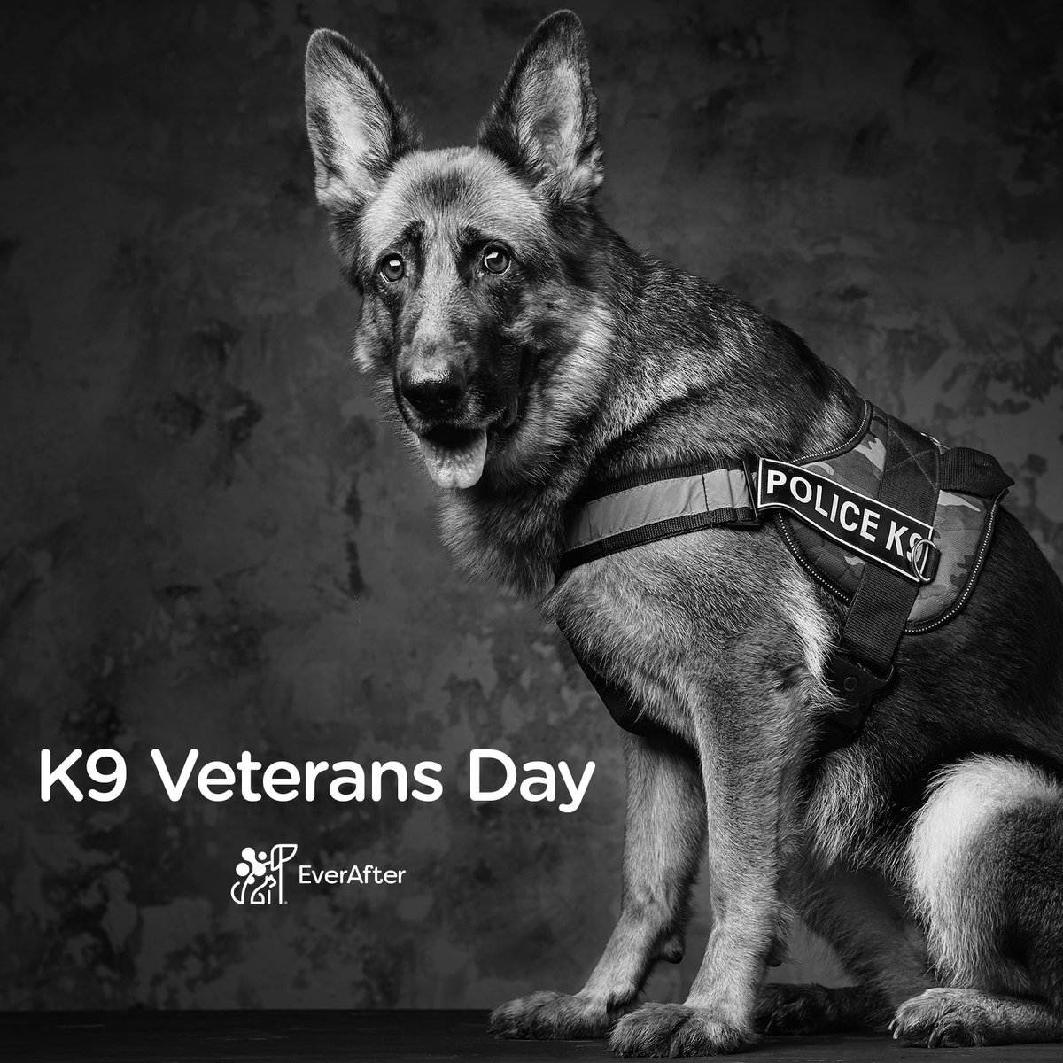 ArtEverafter's tweet photo. Today is National K9 Veterans Day! We want to thank and honor all military and working dogs for their service and sacrifice for our nation.

#k9veteransday #k9vets #veterans #unit #dogs #dog #canineveterans #training #militarydogs #thankyou https://t.co/PaLiZhqZkO