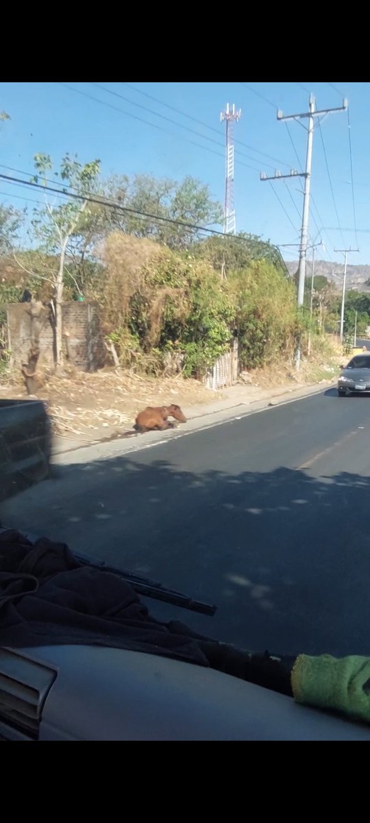 hbenji031's tweet photo. @nayibbukele @TeamNayib_SanVi @roxanajaimez @chivopets En la carretera que de San Vicente conduce a zacatecoluca por un lugar llamado La Lorensana se encuentra este caballo con la pata quebrada y esta en el sol, la alcaldia ni nadie a hecho nada. Son 3 días ya en el lugar https://t.co/EOVOr7mWa9