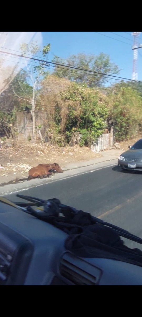 hbenji031's tweet photo. @nayibbukele @TeamNayib_SanVi @roxanajaimez @chivopets En la carretera que de San Vicente conduce a zacatecoluca por un lugar llamado La Lorensana se encuentra este caballo con la pata quebrada y esta en el sol, la alcaldia ni nadie a hecho nada. Son 3 días ya en el lugar https://t.co/EOVOr7mWa9