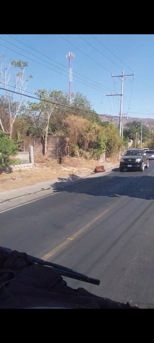 hbenji031's tweet photo. @nayibbukele @TeamNayib_SanVi @roxanajaimez @chivopets En la carretera que de San Vicente conduce a zacatecoluca por un lugar llamado La Lorensana se encuentra este caballo con la pata quebrada y esta en el sol, la alcaldia ni nadie a hecho nada. Son 3 días ya en el lugar https://t.co/EOVOr7mWa9