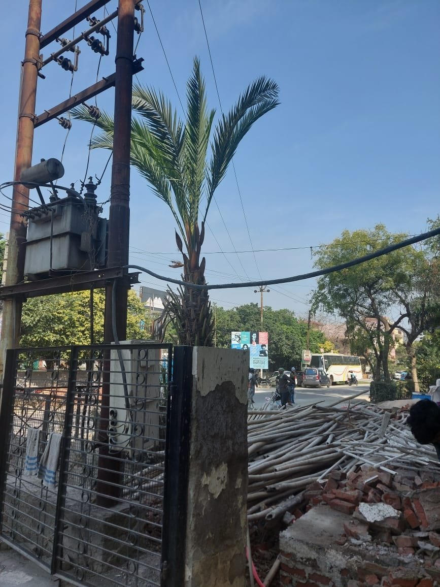 JasraReema's tweet photo. Mission relocation successful,palm court park, sector 4 vaishali,comes to rescue of a ten year old Date palm tree which would have not seen the light of the day because of  area clearing for cemented construction @2lVNwkoG8KlaVZz @GzbNagarNigam @GNN_Support @BharadwajNeelam https://t.co/68rB6QlDrF