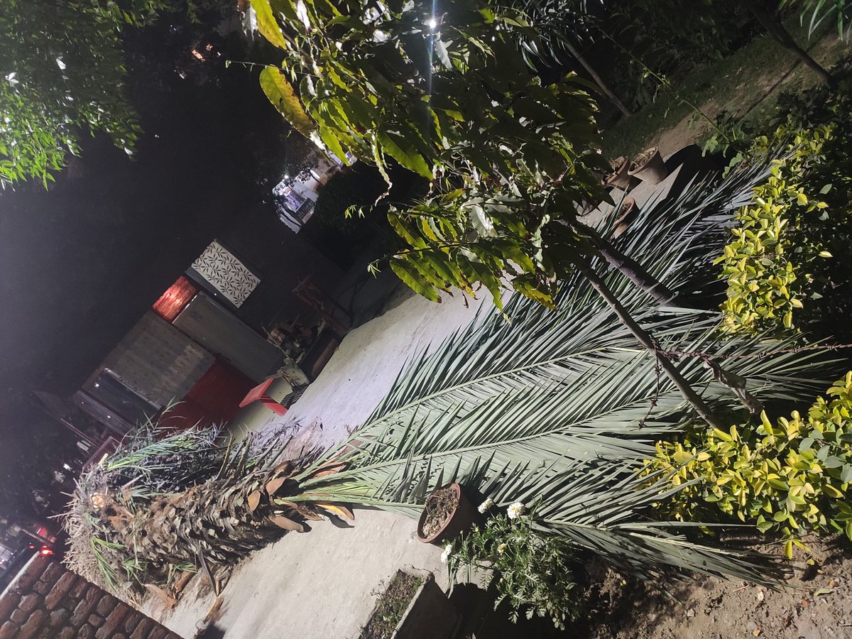 JasraReema's tweet photo. Mission relocation successful,palm court park, sector 4 vaishali,comes to rescue of a ten year old Date palm tree which would have not seen the light of the day because of  area clearing for cemented construction @2lVNwkoG8KlaVZz @GzbNagarNigam @GNN_Support @BharadwajNeelam https://t.co/68rB6QlDrF