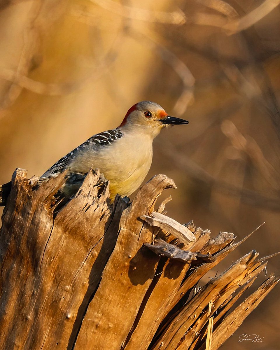 Morning sunshine makes everything so much prettier. 🧡

#getoutdoors
#exploremore
#birdphotography
#birdphotography
#hikemoreworryless
#TwitterNatureCommunity 
#BirdsSeenIn2022 
#NaturePhotography