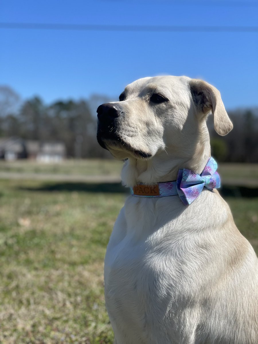 RollTidePenny's tweet photo. Hi guys! My new #packleashes mermaid collar came in! It has a detachable bow. I love the bow because it makes me look like a present :) https://t.co/CWDX4vbvBc