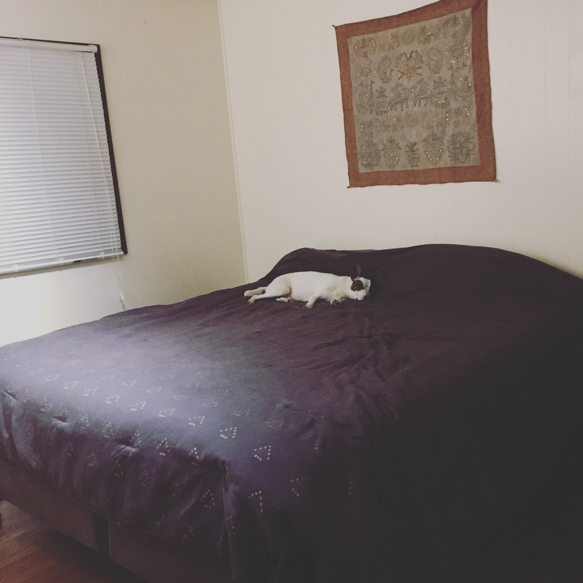othellokitty's tweet photo. @svershbow Bill is the self care king! 🐶💙 https://t.co/DzDai4UVIE