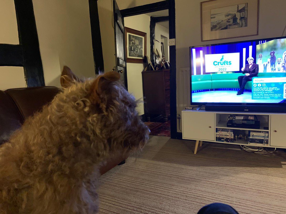 EmCFallows's tweet photo. Mildred is excited to see best in show! #crufts #patterdaleterrier https://t.co/K7toYC9aMQ