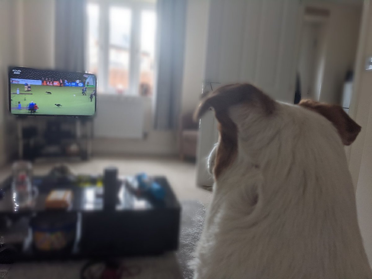 Kimchapman96's tweet photo. Alfie the Jack Russell watching the Flyball final earlier today! #Crufts #Crufts2022 https://t.co/wYlRz21u5S