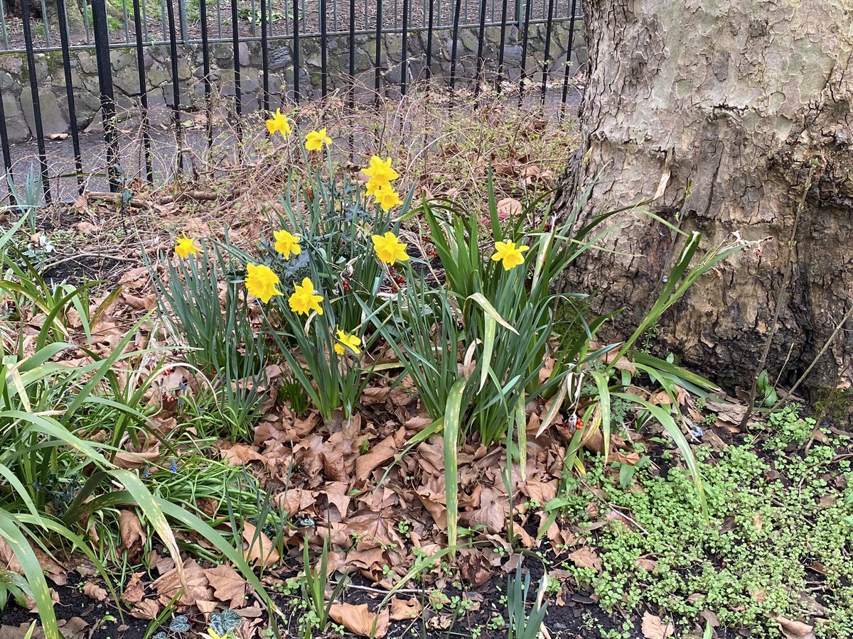 grahamm118's tweet photo. On to @THeathRecCR7 this afternoon for a lively session in #CommunityGarden....where did all of those weeds come from? π. Loads of daffs on display and a few shy tulips peeping out...be a fantastic display in a few weeks..π@THCAT1 @THeathChronicle #CompostCorner https://t.co/ewDaLbbezR