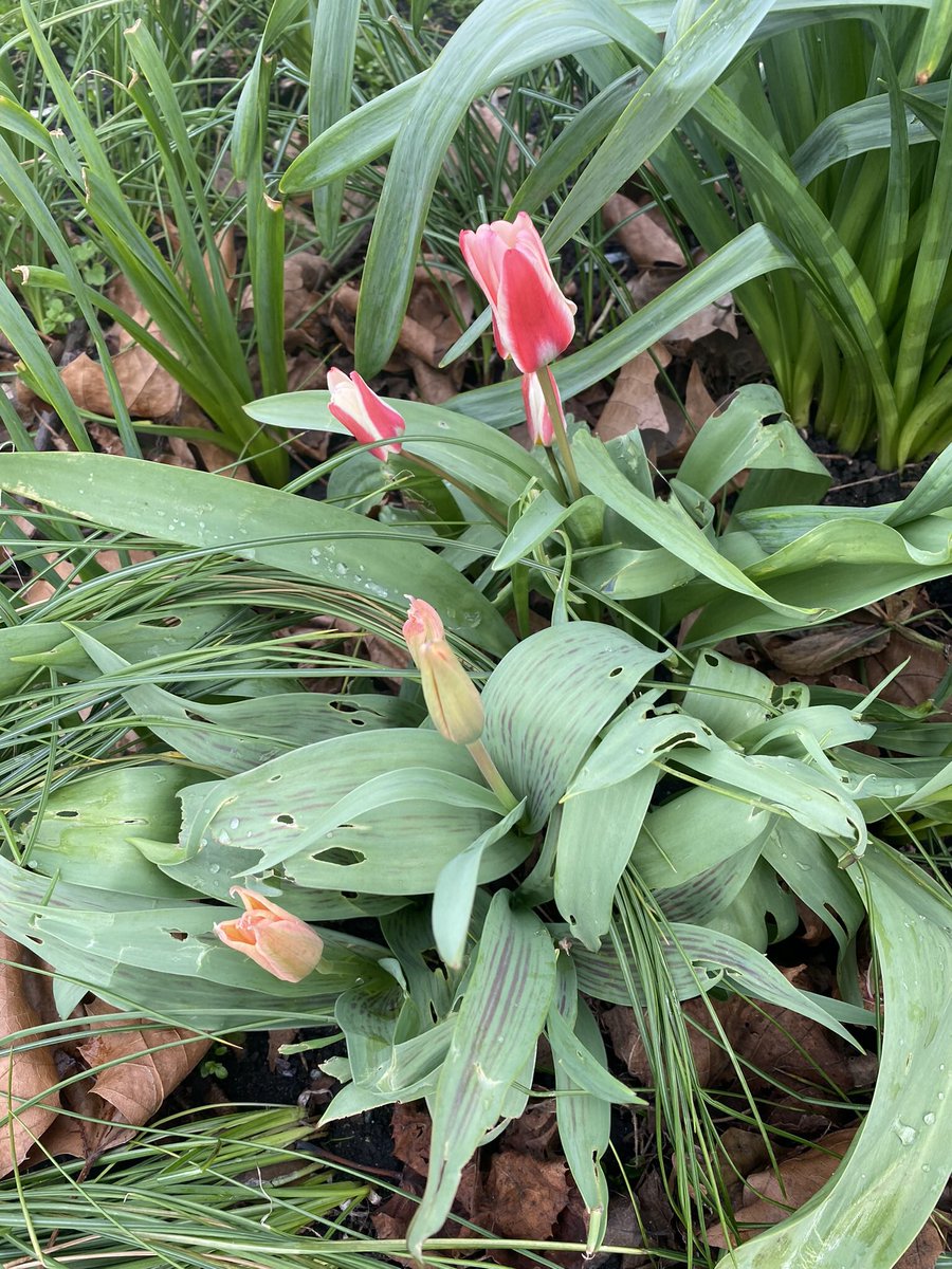 grahamm118's tweet photo. On to @THeathRecCR7 this afternoon for a lively session in #CommunityGarden....where did all of those weeds come from? π. Loads of daffs on display and a few shy tulips peeping out...be a fantastic display in a few weeks..π@THCAT1 @THeathChronicle #CompostCorner https://t.co/ewDaLbbezR