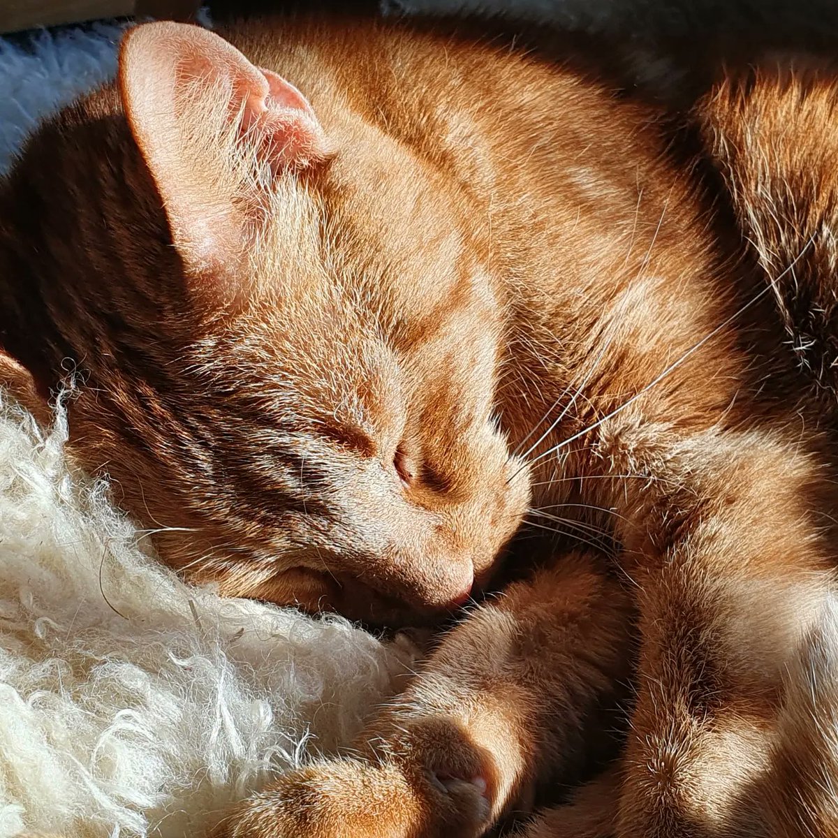 Maora117's tweet photo. Mein kleiner Spatz Tony hat heute auch wieder schön die Sonne genossen. X3
Kleiner Teufel, wenn er nur immer so süß und lieb sein würde wie er da liegt. XD
#CatsOfTwitter #Catfish #cat #sundayvibes #Sunday #Katzen #Kater #rothaar #Sun #Sonne https://t.co/ugVwz3uXUA