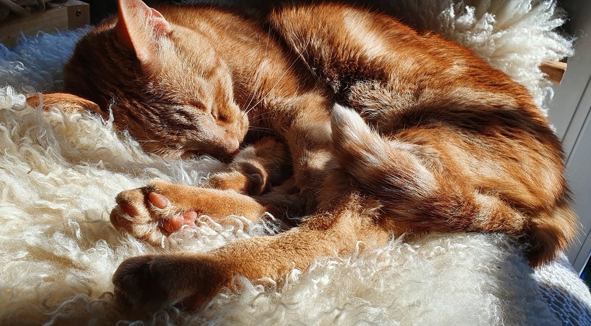 Maora117's tweet photo. Mein kleiner Spatz Tony hat heute auch wieder schön die Sonne genossen. X3
Kleiner Teufel, wenn er nur immer so süß und lieb sein würde wie er da liegt. XD
#CatsOfTwitter #Catfish #cat #sundayvibes #Sunday #Katzen #Kater #rothaar #Sun #Sonne https://t.co/ugVwz3uXUA