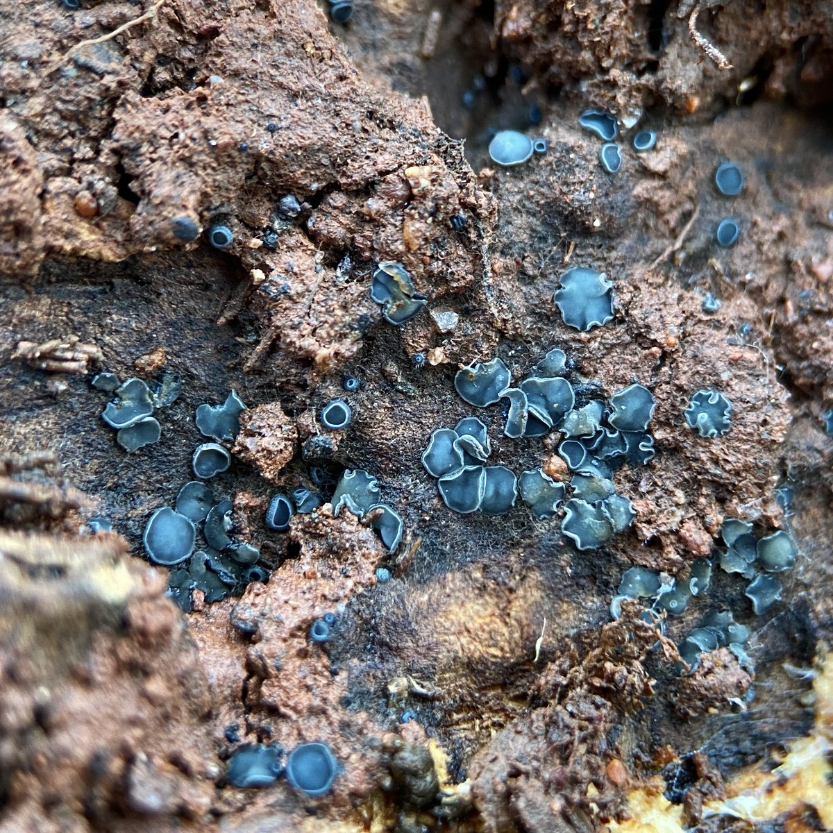 bernoid's tweet photo. Today I went back to that log where I found Snowy Disco &amp; Grey Disco… I call it DISCO LOG #discolog #LogOfTheWeek https://t.co/eewfZ7ABKS
