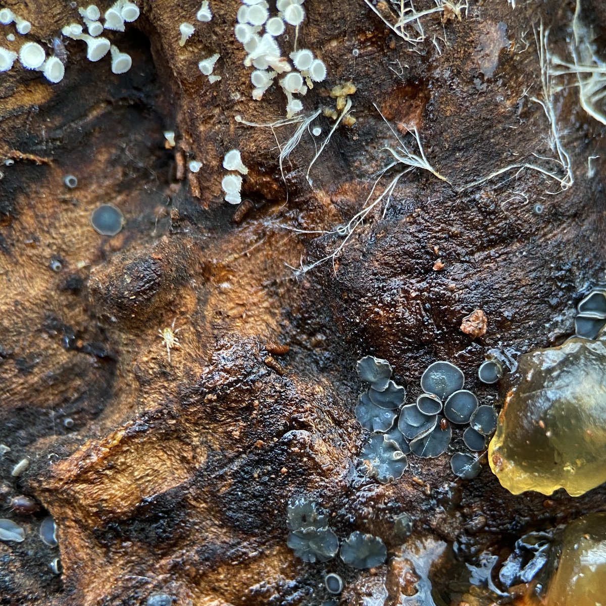 bernoid's tweet photo. Today I went back to that log where I found Snowy Disco &amp; Grey Disco… I call it DISCO LOG #discolog #LogOfTheWeek https://t.co/eewfZ7ABKS