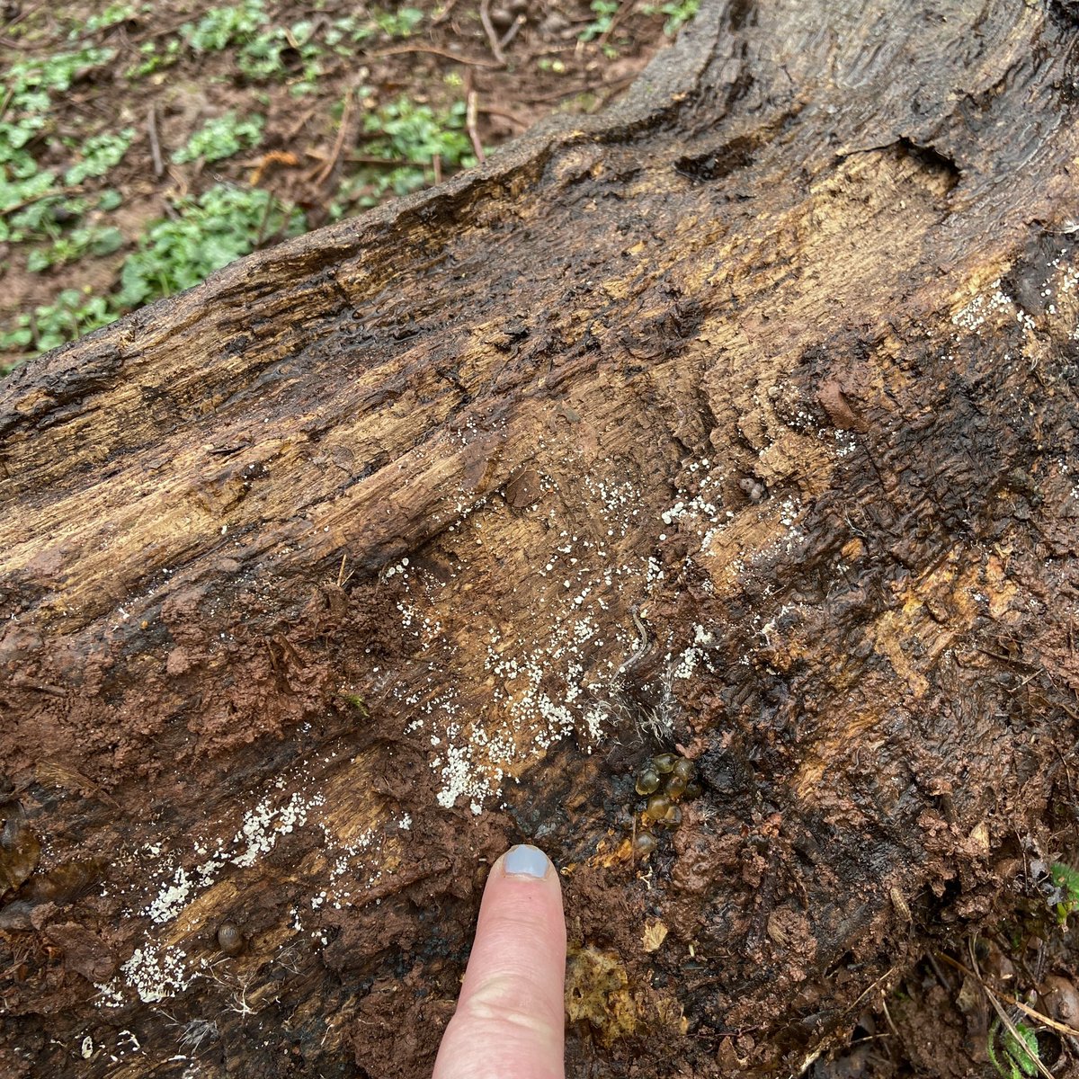 bernoid's tweet photo. Today I went back to that log where I found Snowy Disco &amp; Grey Disco… I call it DISCO LOG #discolog #LogOfTheWeek https://t.co/eewfZ7ABKS