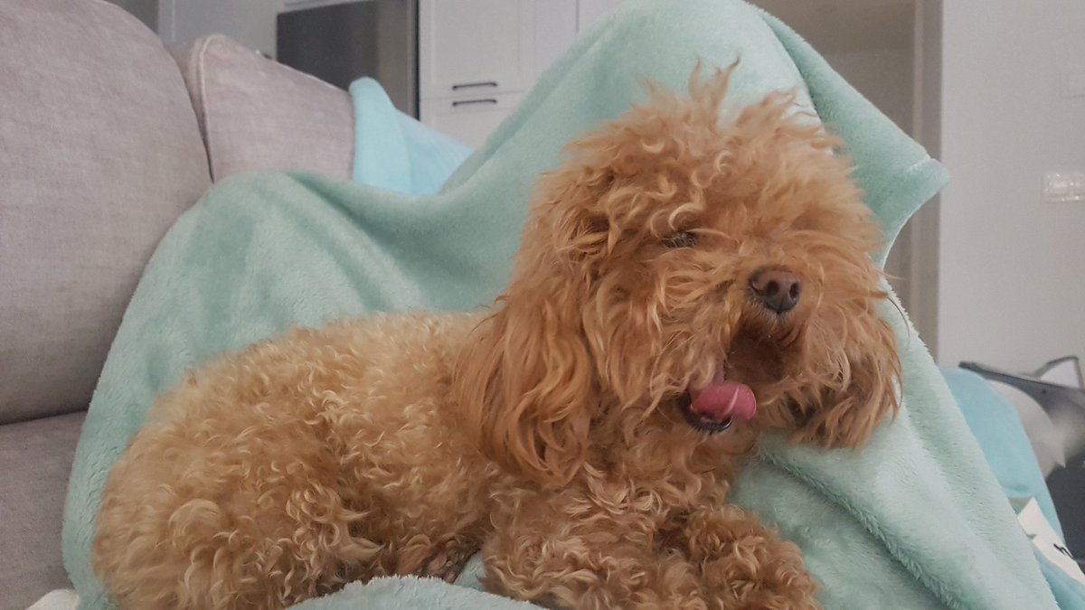 Diparian91's tweet photo. El galgo con sueño😴 https://t.co/PBcPizSXBc