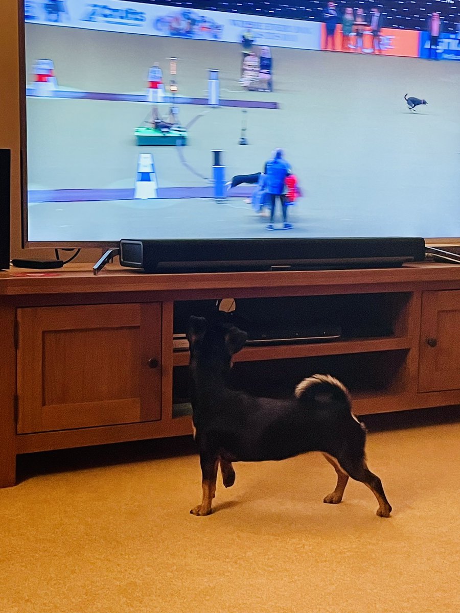 FreepieH's tweet photo. @Crufts Nell watching the flyball! It was her 1st birthday this week 🥳 https://t.co/ZwpX2vlaCo