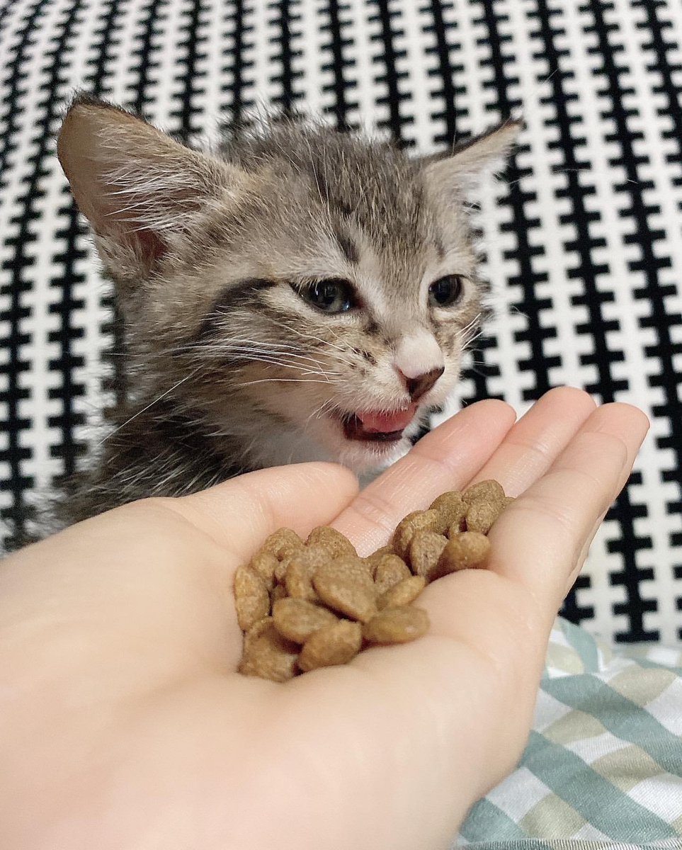 Anna568a's tweet photo. cute kitten https://t.co/NugKyARX8a