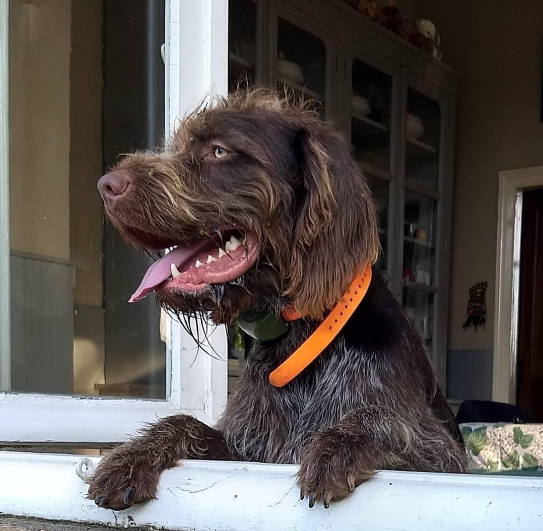 alexisuk's tweet photo. Rollo hanging out #crufts #germanwirehairedpointer https://t.co/Sy7AtH6kxz