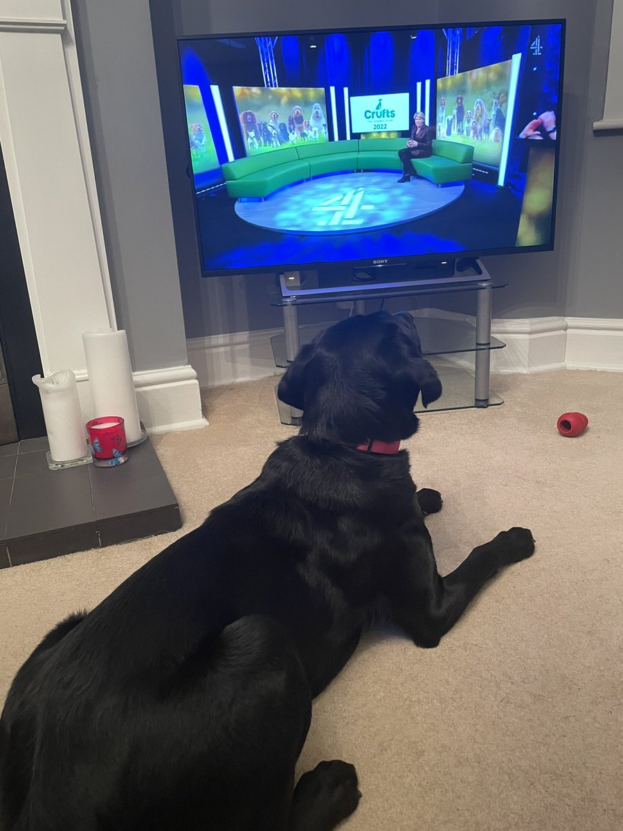 #Crufts Olive watching Crufts after a bit of a play 🐶 💗