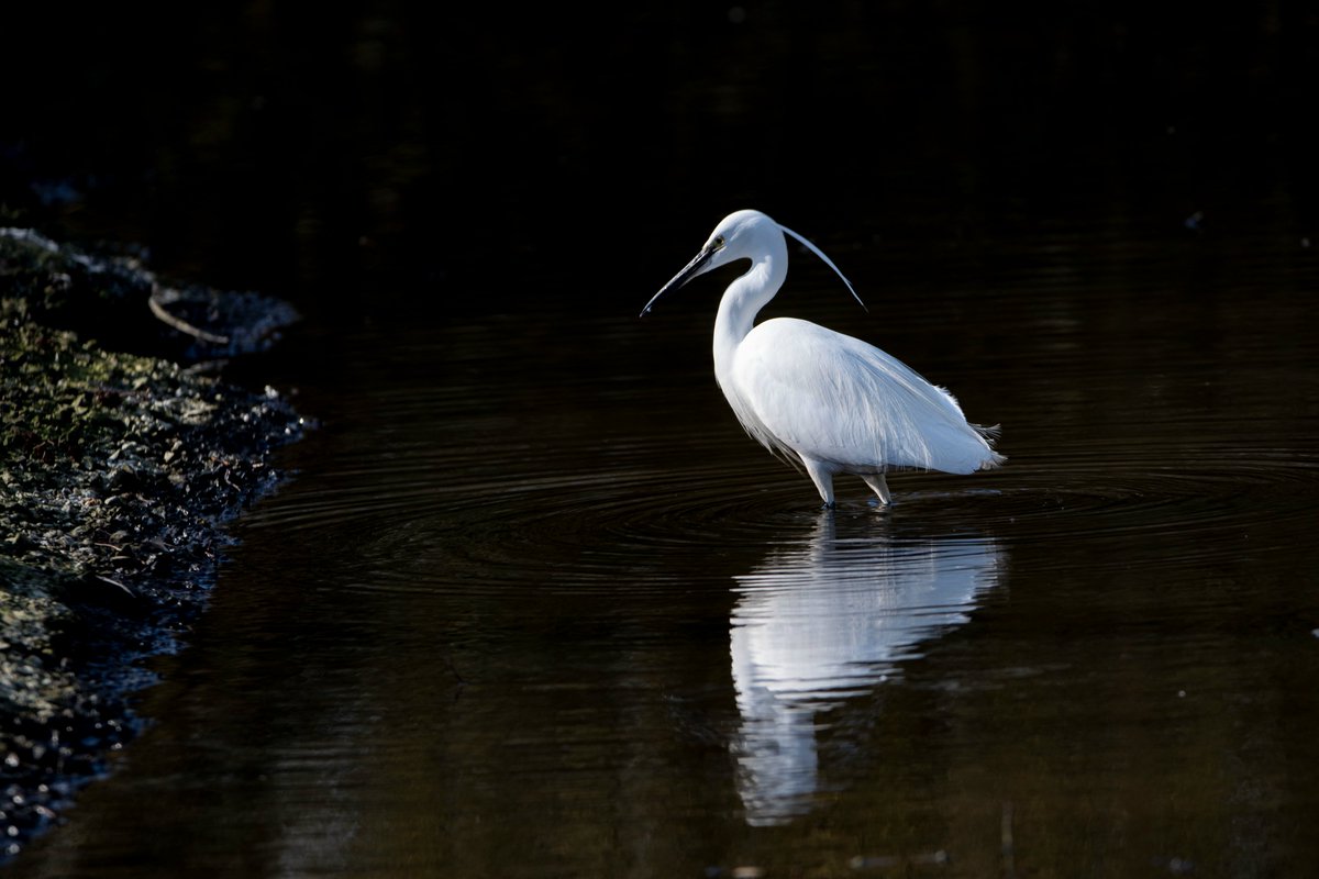 deansladen88's tweet photo. Walking the grounds at martin mere i spotted this Little Egret @WWTMartinMere https://t.co/WYrKOhdhwZ