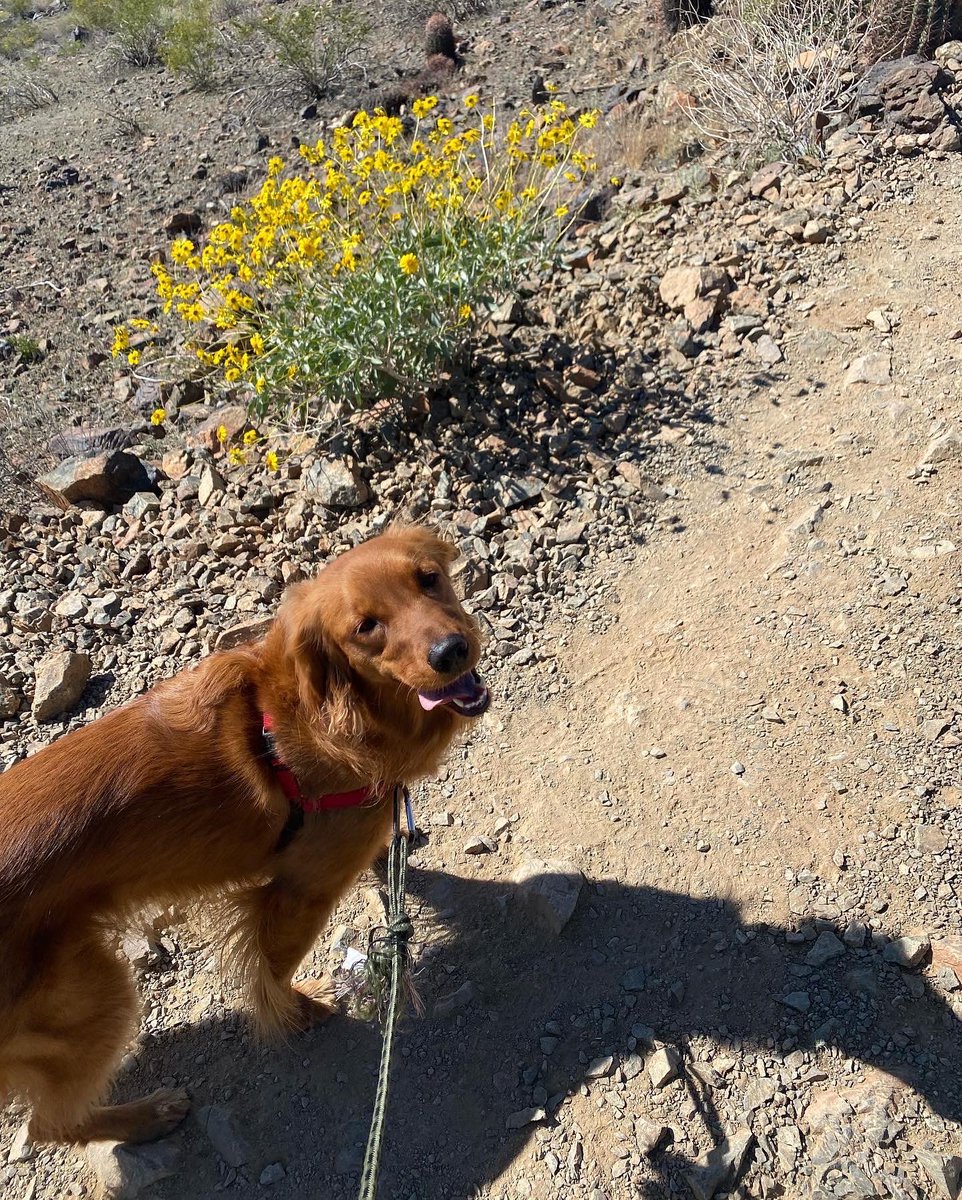 scirix67's tweet image. #traildog #hikingdog Making friends on the trail with @outdooremptynesters @teamcurrier @scirix Enjoying #AZSpring Creosote &amp;amp; Brittle Bush #springbreakday2 #azspringhiking #getoutsideaz #goldenretrieverlife
